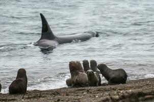 orca caçar mar leões, patagônia , Argentina foto