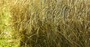 trigo espigões ,cereal plantado dentro la pampa, Argentina foto