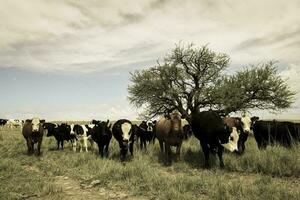 bois alimentado em pasto, la pampa, Argentina foto