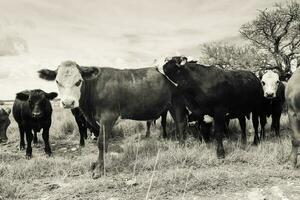 bois alimentado em pasto, la pampa, Argentina foto