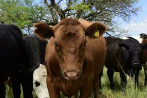 bois alimentado em pasto, la pampa, Argentina foto