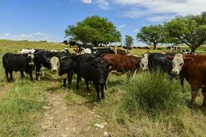 bois alimentado em pasto, la pampa, Argentina foto