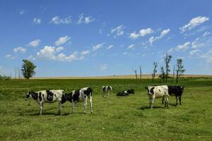 bois alimentado em pasto, la pampa, Argentina foto