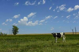 bois alimentado em pasto, la pampa, Argentina foto