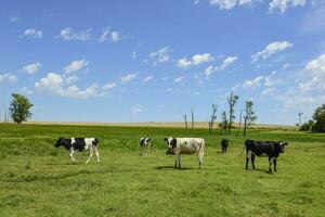 bois alimentado em pasto, la pampa, Argentina foto