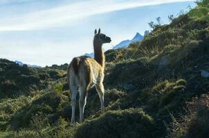 guanacos pastoreio, torres del paine nacional parque, Patagônia, Chile. foto