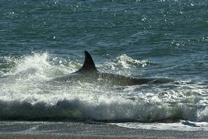 orca patrulhando a costa, península valdes, patagônia Argentina foto