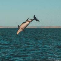 obscuro golfinho pulando, Península valdes, patagônia, argentina foto