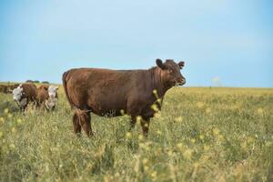 exportação novilhos, alimentado com natural grama, pampas, argentina foto