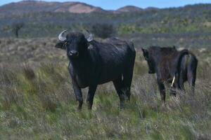 água búfalo, Bubalus bubalis, espécies introduzido dentro Argentina, la pampa província, patagônia. foto