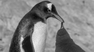 gentoo pinguim, neko porto, Antártica foto