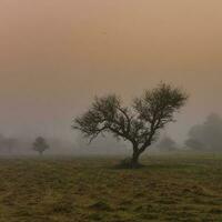 solitário árvore dentro Grosso névoa às alvorecer, dentro pampas paisagem, la pampa província, Patagônia, Argentina. foto