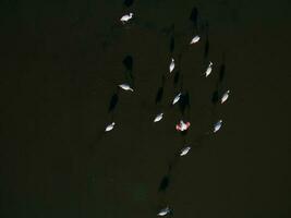 flamingos dentro patagônia , aéreo Visão foto