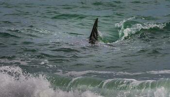 orcas Caçando mar leões, patagônia , Argentina foto