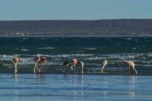 rebanho do flamingos em a mar costa, patagônia foto