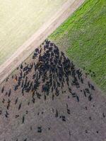 carne Produção, gado dentro pampas região, aéreo vista, argentina foto