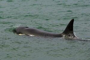 orcas Caçando mar leões, patagônia , Argentina foto