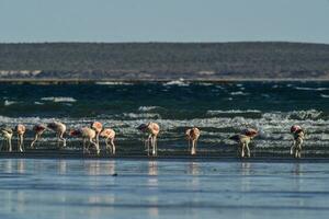 flamingos alimentando às baixo maré, península valdes, patagônia, Argentina foto