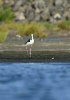 sulista palafita, himantopus melanuro dentro voo, la pampa província, Patagônia, Argentina foto