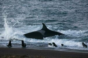 orca Caçando mar leões em a paragoniano costa, Patagônia, Argentina foto