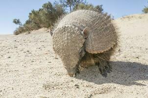 peludo tatu, dentro deserto ambiente, Península valdes, Patagônia, Argentina foto