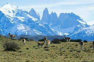 guanacos pastoreio, torres del paine nacional parque, Patagônia, Chile. foto