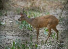 cinzento brocket,mazama gouazoubira,mato grosso, Brasil foto