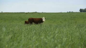 gado levantando com natural pastagens dentro pampas interior, la pampa província, patagônia, Argentina. foto