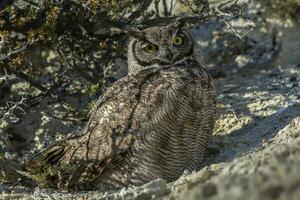 ótimo chifrudo coruja, bubão virginianus nacurutu, Península valdes, Patagônia, Argentina. foto