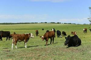 gado levantando com natural pastagens dentro pampas interior, la pampa província, patagônia, Argentina. foto