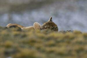 selvagem Puma com uma mão em dele olhos, torres del paine nacional parque, Patagônia, Chile. foto