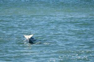 assassino baleia Caçando mar leões em a paragoniano costa, Patagônia, Argentina foto