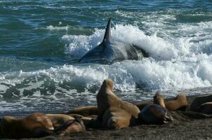 assassino baleia Caçando mar leões em a paragoniano costa, Patagônia, Argentina foto