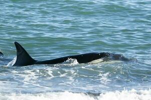 assassino baleia Caçando mar leões em a paragoniano costa, Patagônia, Argentina foto