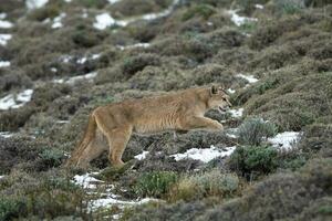 Puma caminhando dentro montanha ambiente, torres del paine nacional parque, Patagônia, Chile. foto