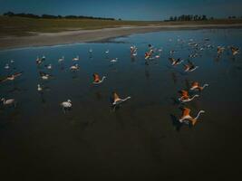 flamingos dentro patagônia , aéreo Visão foto