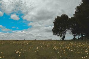 florido panorama dentro a simples, la pampa, Patagônia, Argentina foto