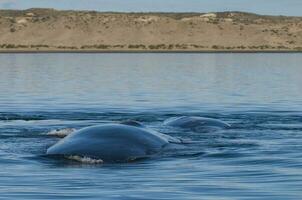 baleia patagônia Argentina foto