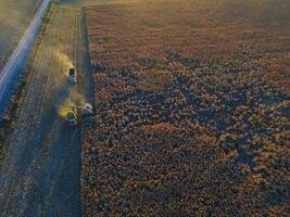 sorgo colheita, dentro la pampa, Argentina foto