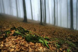 dentro a Primavera faia floresta foto