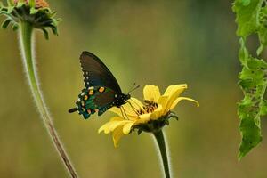 borboleta em amarelo flor dentro a jardim. papilio machaon foto