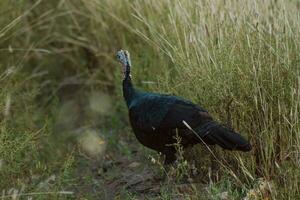 perus caminhando dentro Fazenda com verde Relva foto