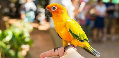 colorida amarelo papagaio Sol conure, aratinga solstitialis foto