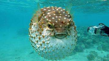ouriço de peixe. Cyclicht de manchas amarelas - cresce até 34 cm, alimenta-se de crustáceos e moluscos. em caso de perigo, assume a forma de uma bola, espinhos eriçados.