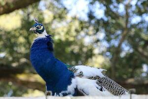 lindo pavão às uma pássaro santuário dentro florida foto