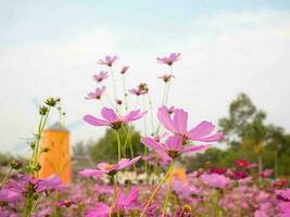 cosmos flor com borrado fundo. florescendo Rosa flor. foto