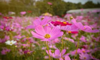 cosmos flor com borrado fundo. florescendo Rosa flor. foto