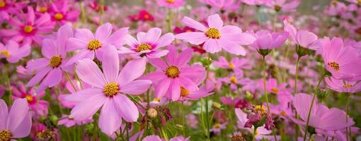 cosmos flor com borrado fundo. florescendo Rosa flor. foto