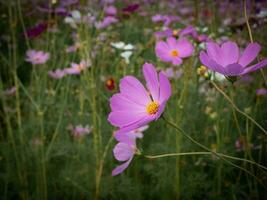 roxa cosmos flor com borrado fundo. florescendo roxa flor. foto