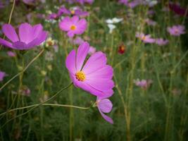 cosmos flor com borrado fundo. florescendo roxa flor. foto